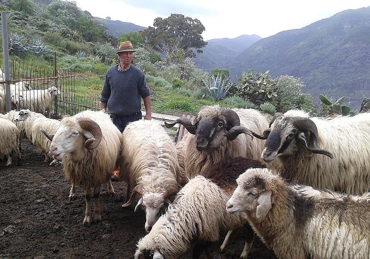 Juan Félix Medina con algunos ejemplares de su ganado en los Altos de Gáldar.