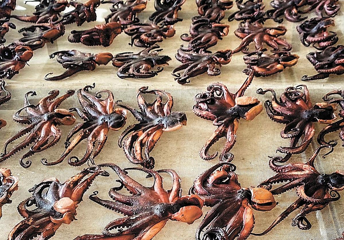 El veterinario: guardián invisible de la gastronomía canaria