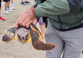 A dos de los tres quelonios, tuvieron que amputarles una de las aletas.