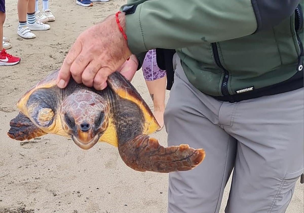 A dos de los tres quelonios, tuvieron que amputarles una de las aletas.