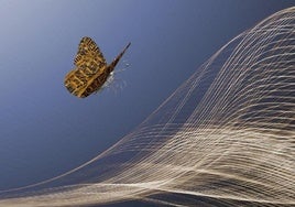 Alas de mariposa