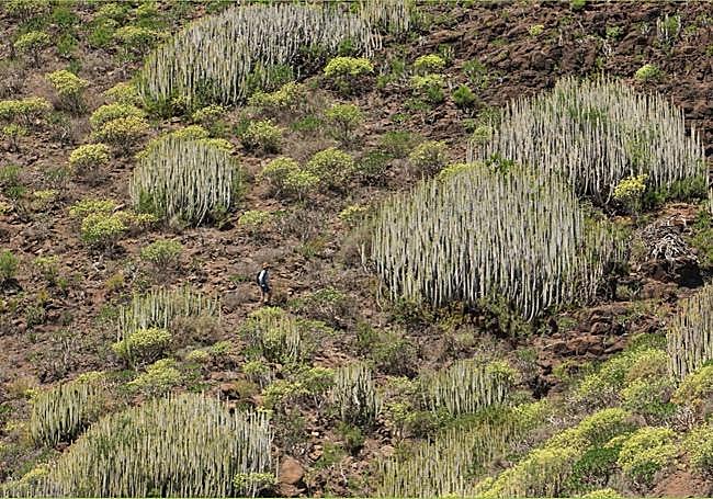 Formaciones de cardonal-tabaibal en terrenos de Guguy.
