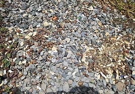 Imagen de las pastillas en el parque para perros del Telde.