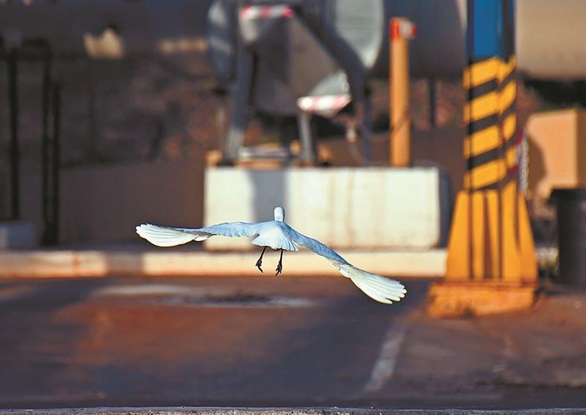 Imagen secundaria 1 - Aprender de la naturaleza para enfrentar el desafío climático