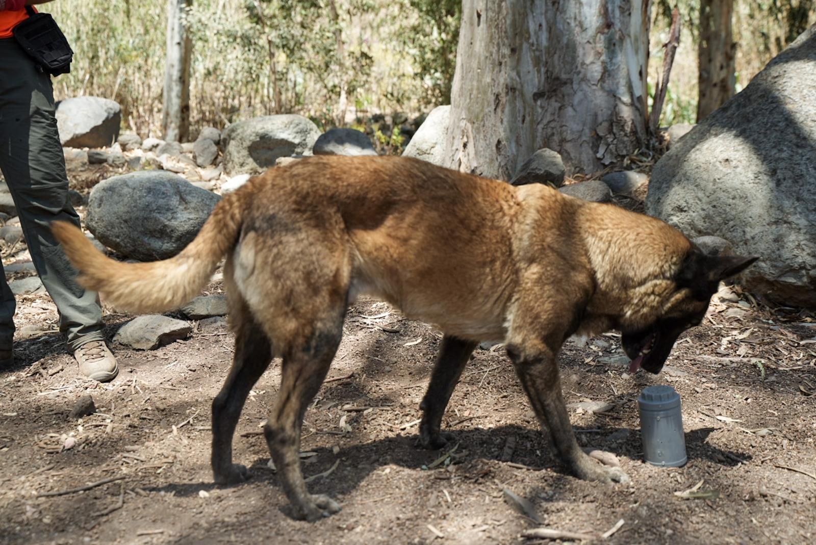 Así entrenan a los perros de Gesplan para encontrar serpientes invasoras en Gran Canaria