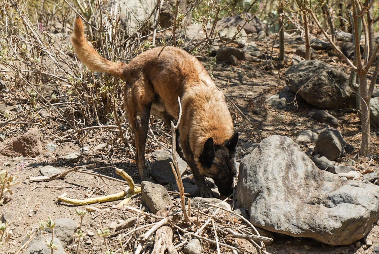 Así entrenan a los perros de Gesplan para encontrar serpientes invasoras en Gran Canaria