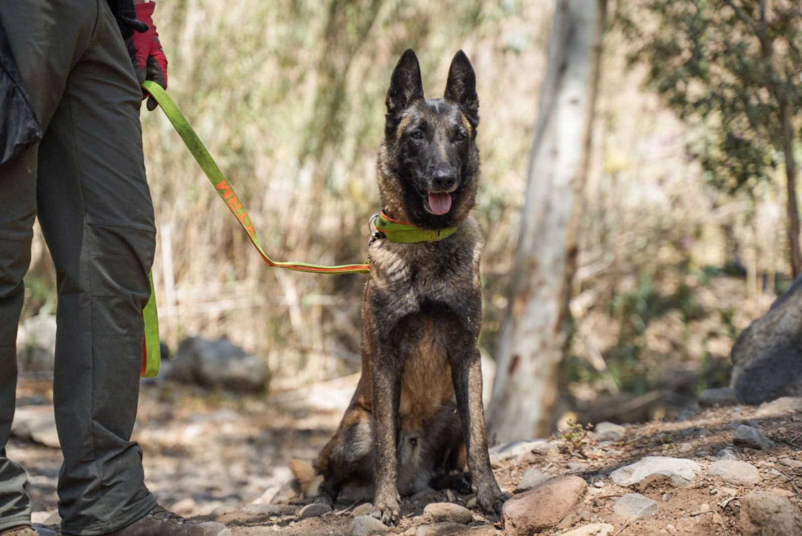 Así entrenan a los perros de Gesplan para encontrar serpientes invasoras en Gran Canaria