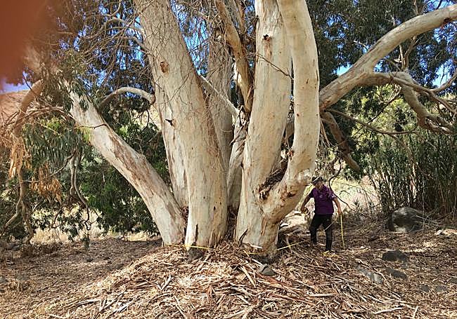 Uno de los eucaliptos ramificados en la base del barranco de San Miguel.