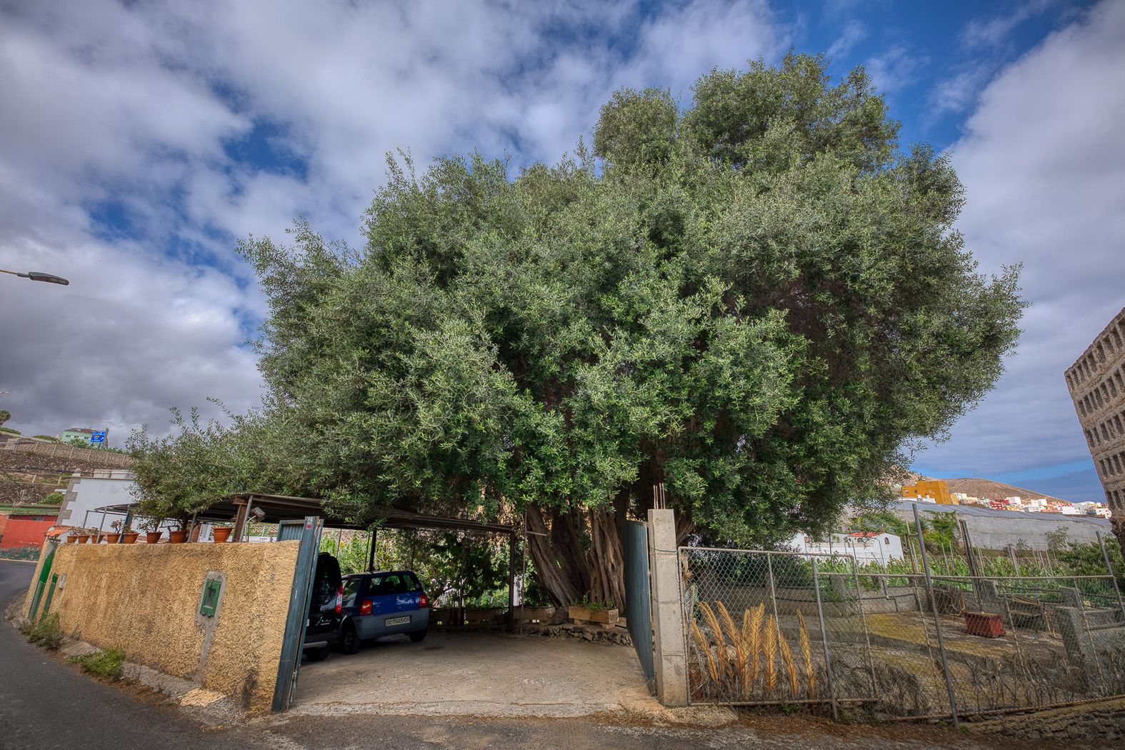 Los árboles más singulares de Gran Canaria, en imágenes