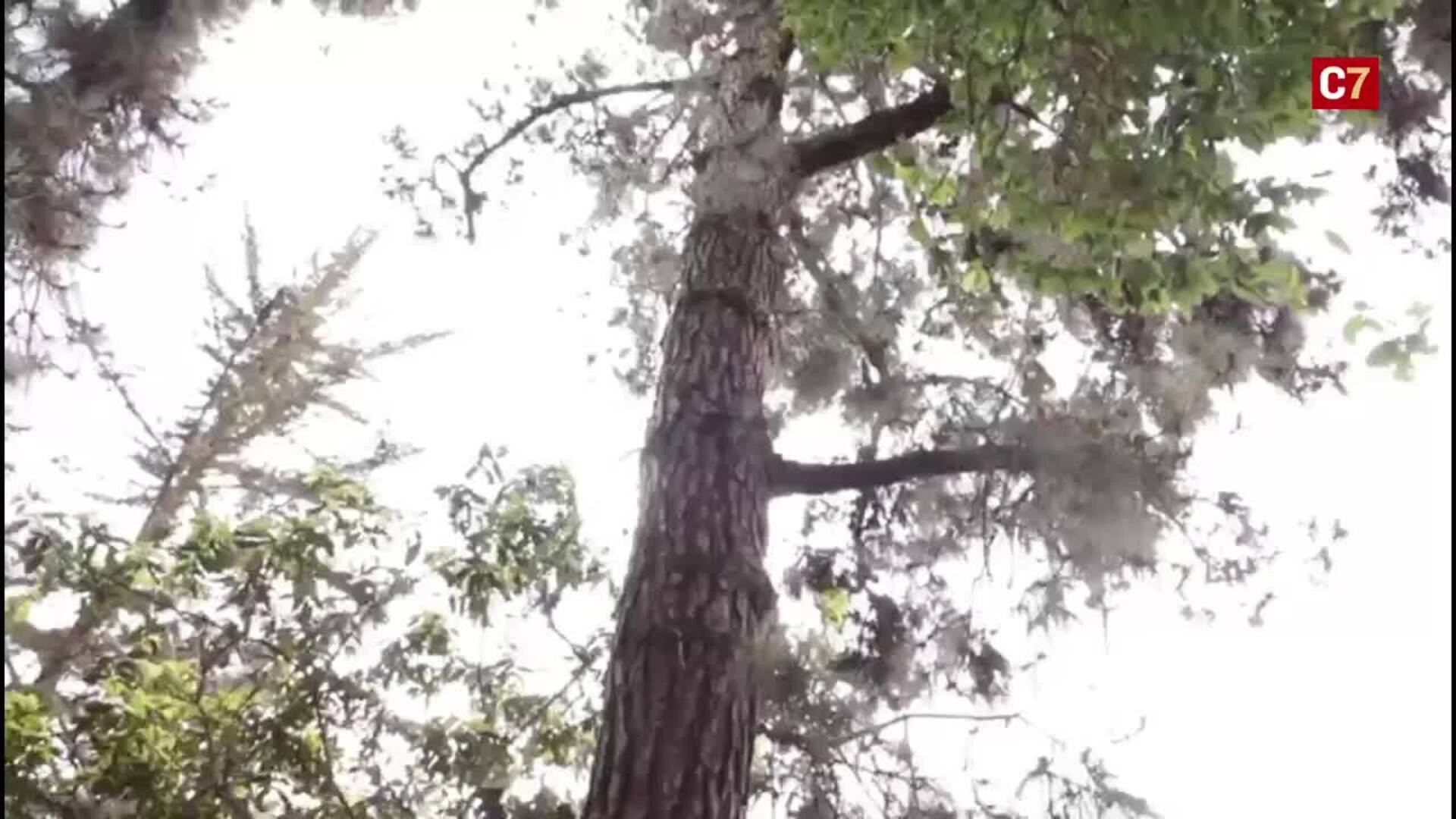 Los cinco colegios que participan en el proyecto Brinzal se reúnen en la finca de Osorio