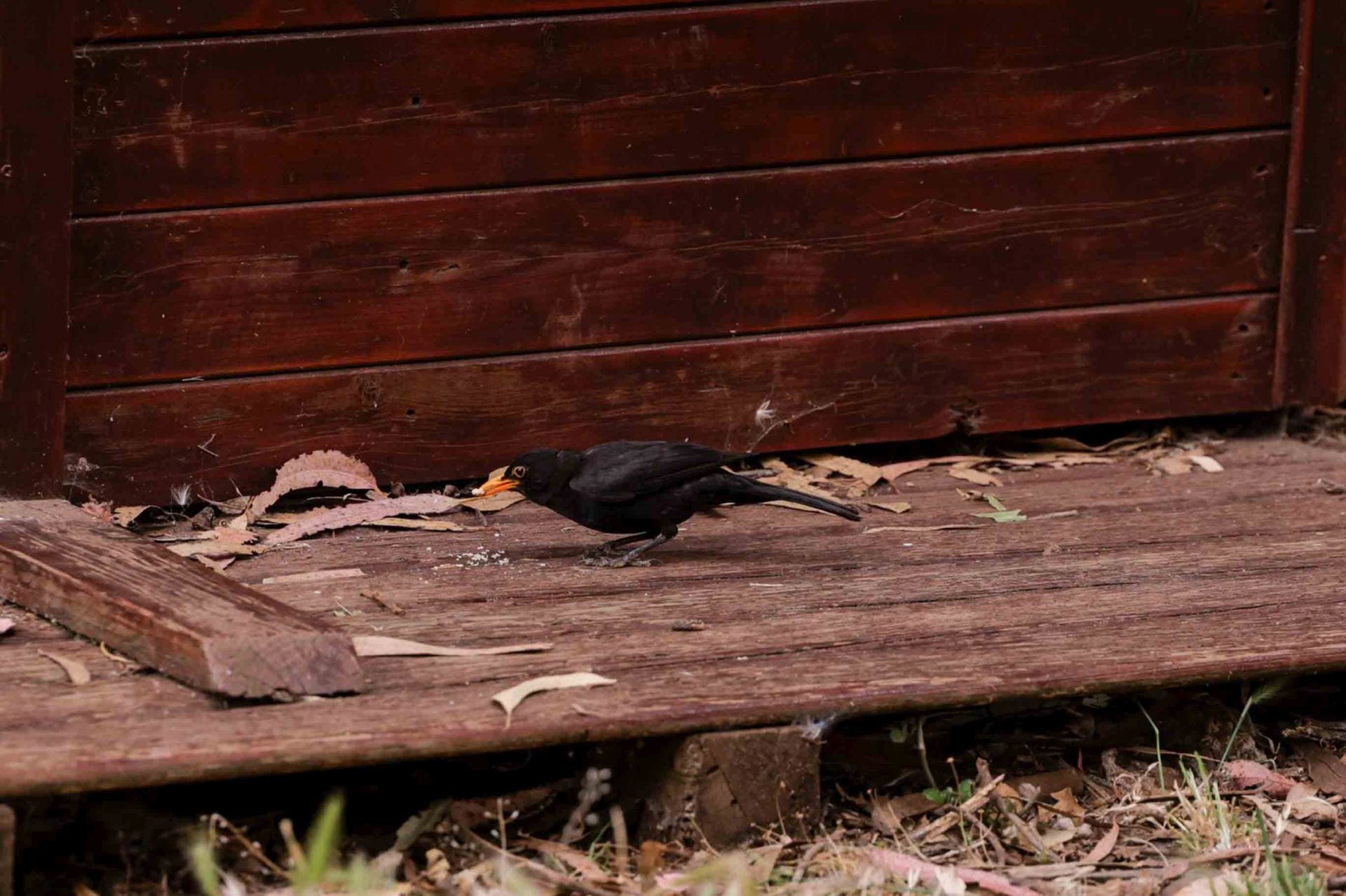 Imágenes del proyecto Brinzal elaborado por el alumnado de Canarias