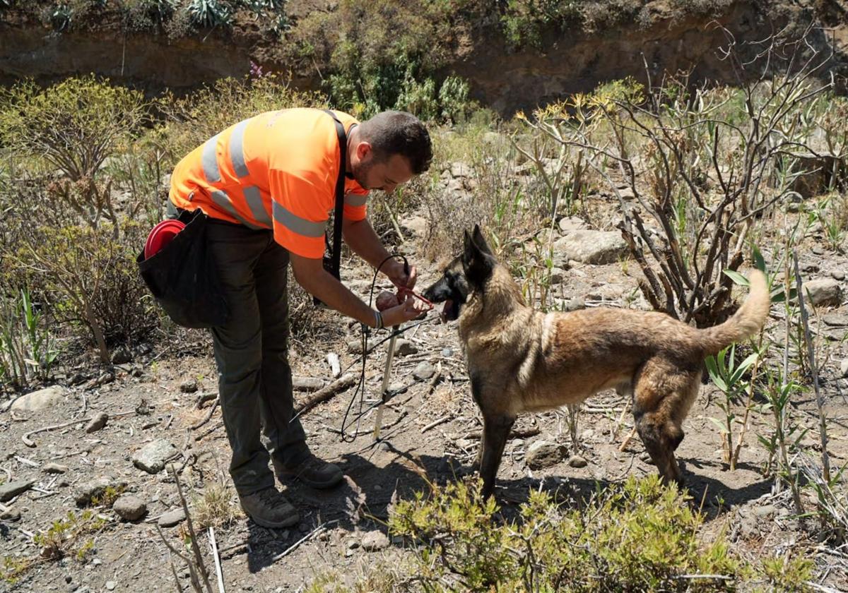 El guia canino recompensa a Russel con una pelota tras localizar una serpiente.