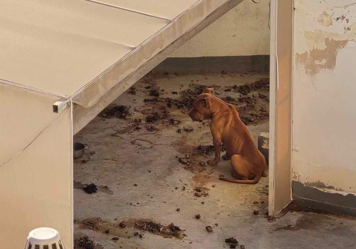 Imagen de uno de los perros.