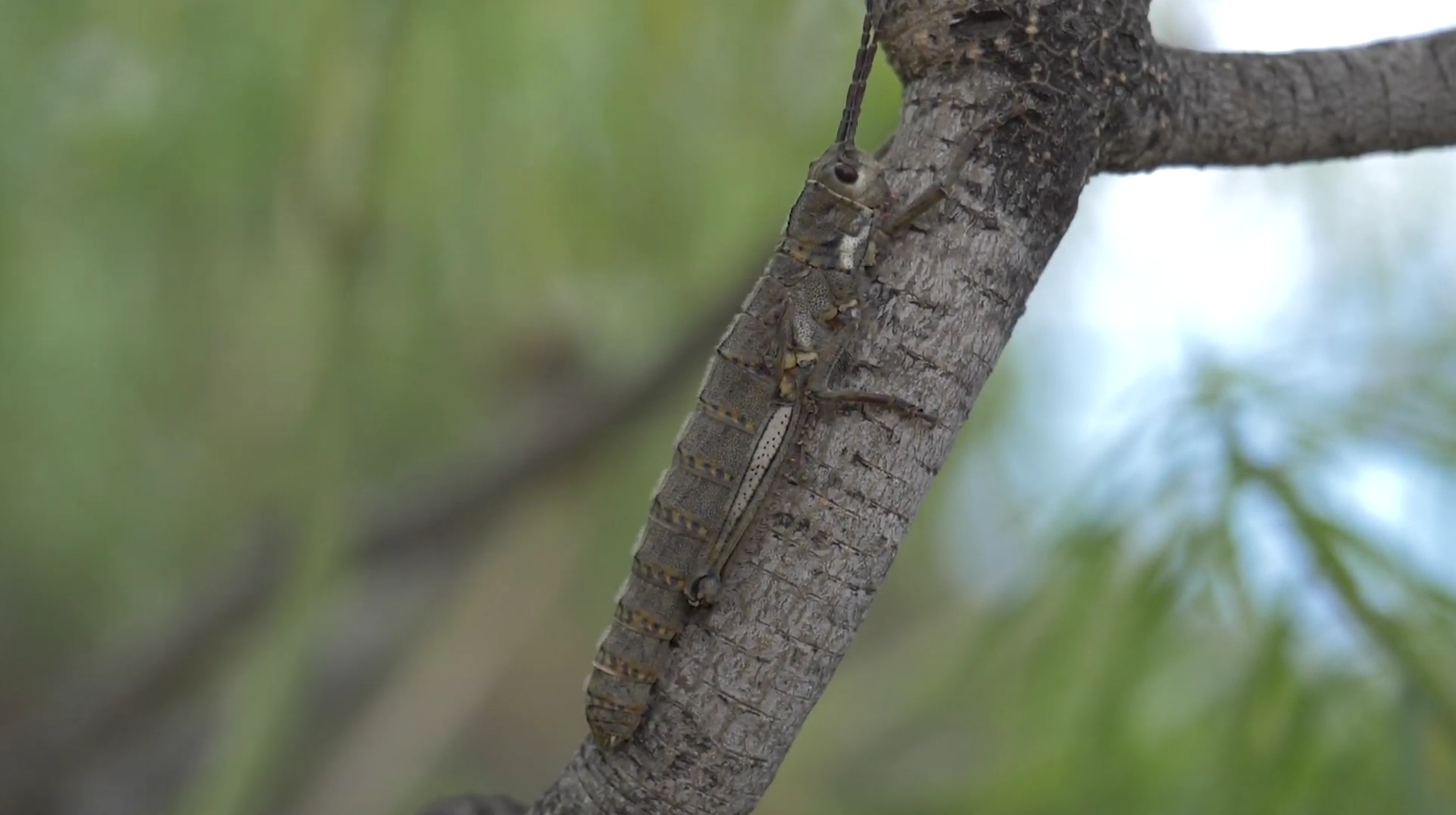 Ejemplar de cigarrón palo palmero ('Acrostira euphorbiae') en una tabaiba.