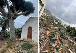 Antes y después del ejemplar del drago talado en Gáldar.