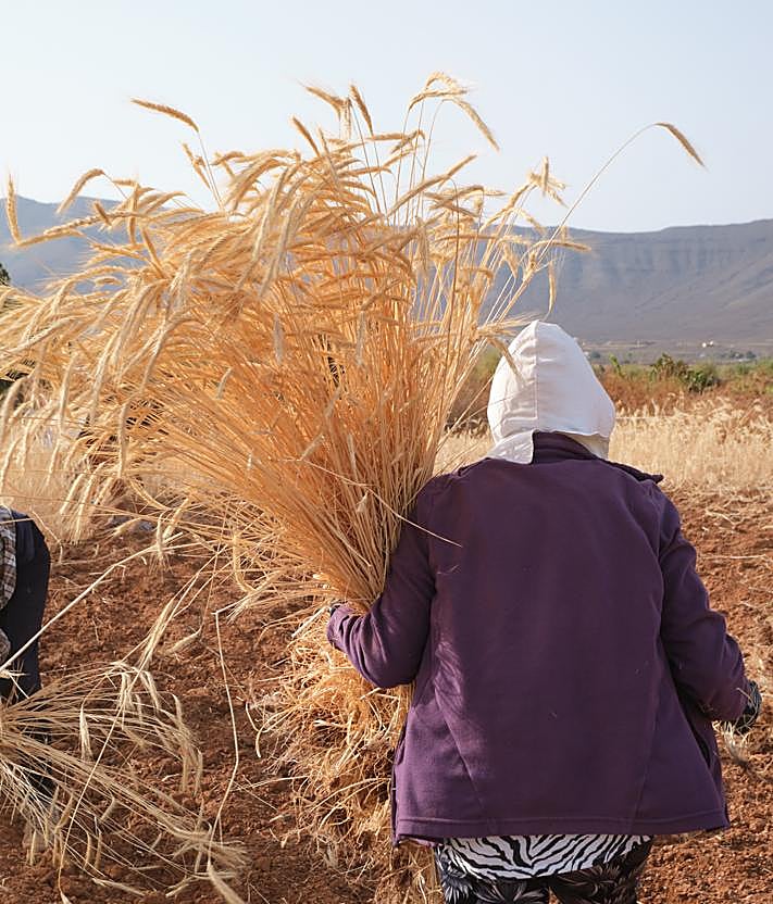 Imagen secundaria 2 - El centeno regresa como materia prima a la artesanía de Fuerteventura