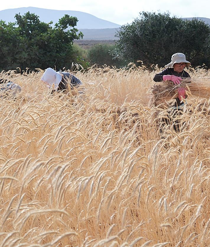 Imagen secundaria 2 - El centeno regresa como materia prima a la artesanía de Fuerteventura