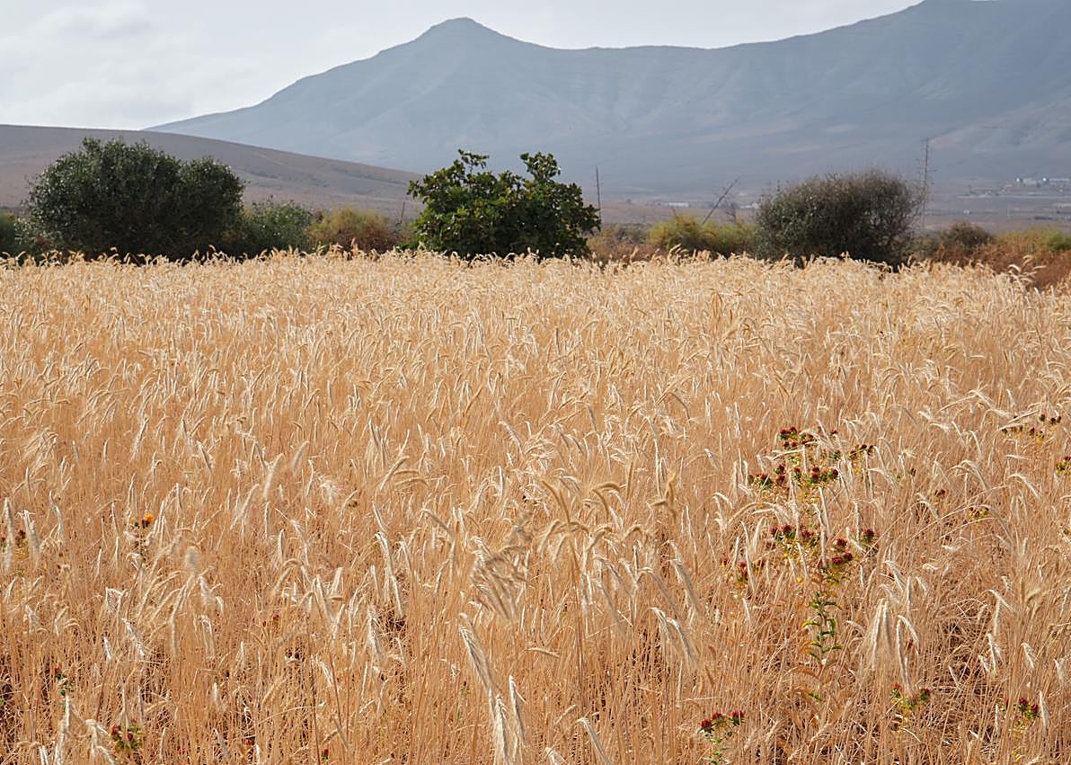 Imagen secundaria 1 - El centeno regresa como materia prima a la artesanía de Fuerteventura