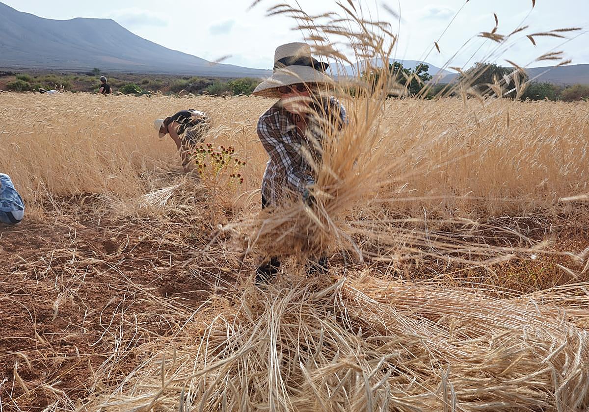 Una artesana majorera recoge el centeno plantado por Medio Ambiente del Cabildo de Fuerteventura en las gavias del municipio de Puerto del Rosario.