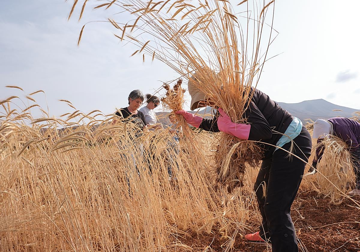 Imagen secundaria 1 - El centeno regresa como materia prima a la artesanía de Fuerteventura