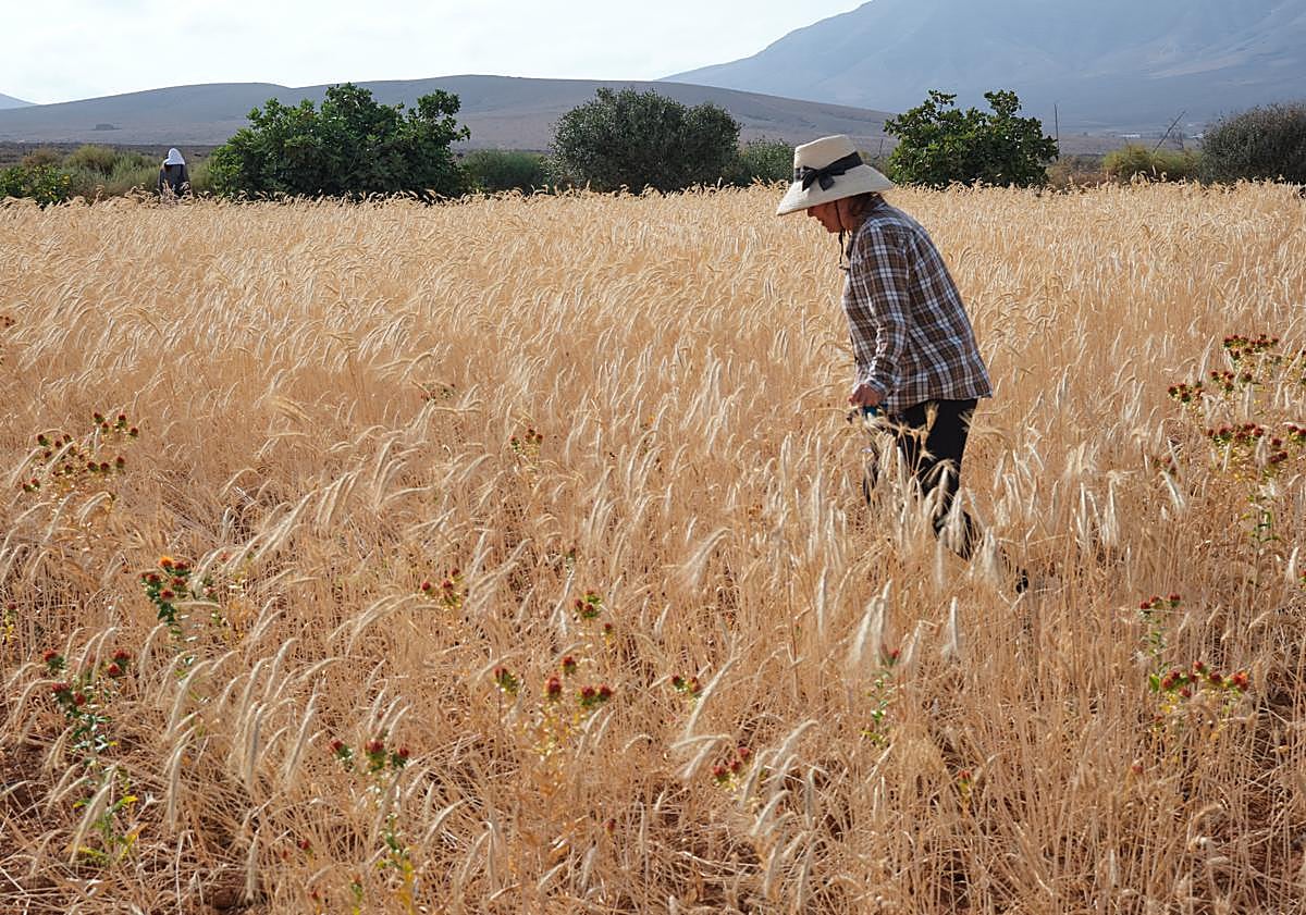 Imagen principal - El centeno regresa como materia prima a la artesanía de Fuerteventura