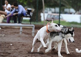 Dos perros juegan en un parque de la capital grancanaria.