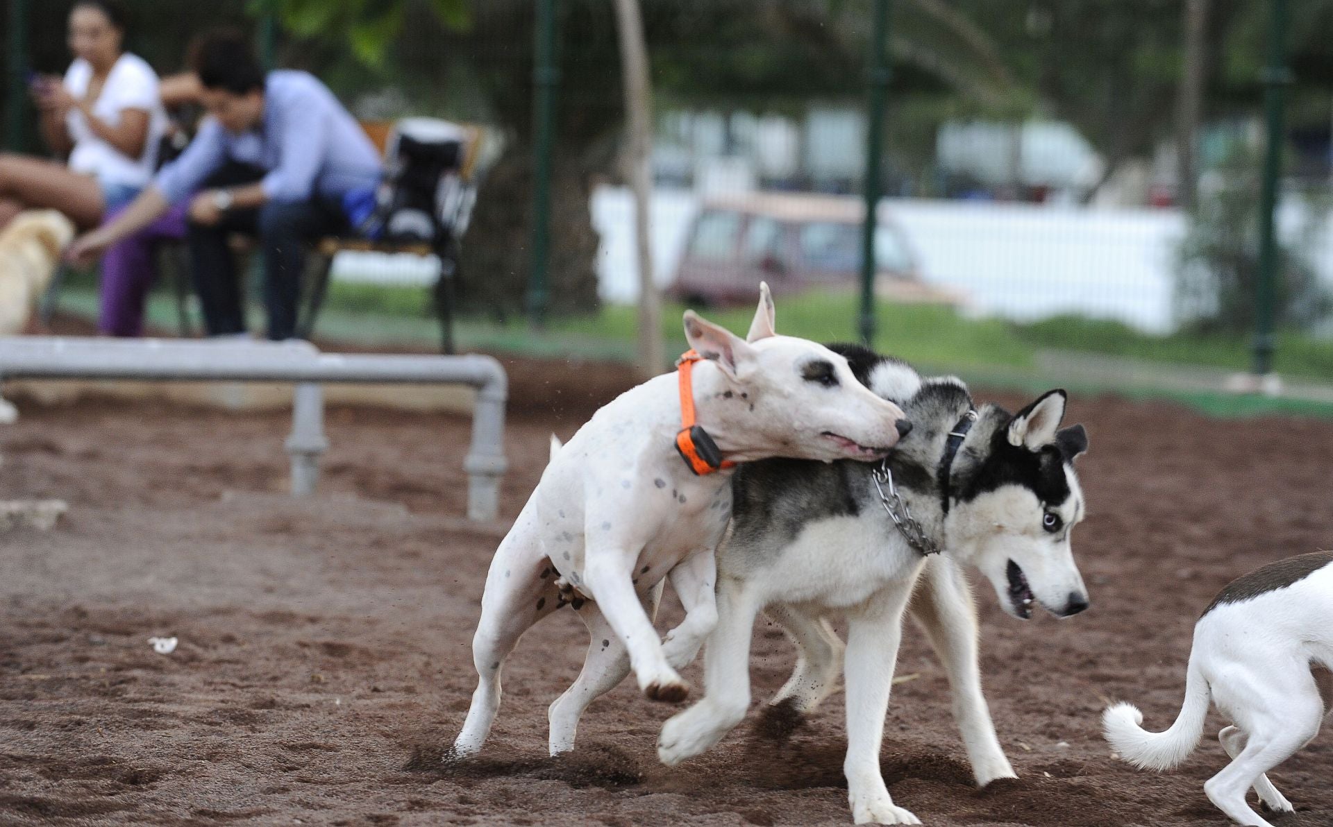 Dos perros juegan en un parque de la capital grancanaria.