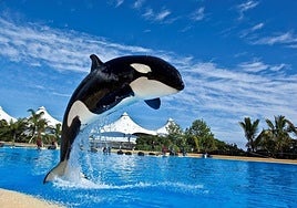 Morgan en las instalaciones de Loro Parque.
