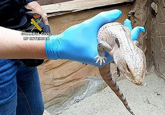 Imagen de archivo de un caimán.