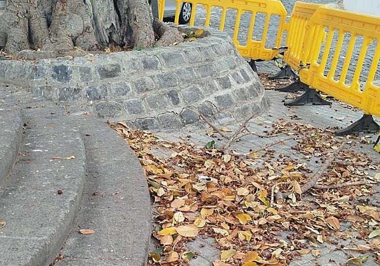 Hojas acumuladas en torno al ficus.