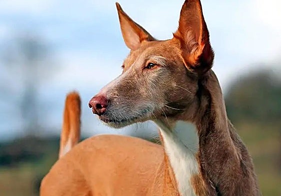 La temporada de caza sólo con perro abre el 31 de agosto y cierra el 25 de septiembre para captura de conejo.