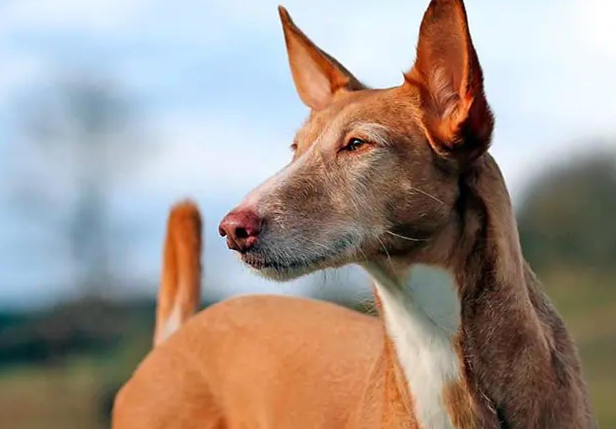 La temporada de caza sólo con perro abre el 31 de agosto y cierra el 25 de septiembre para captura de conejo.
