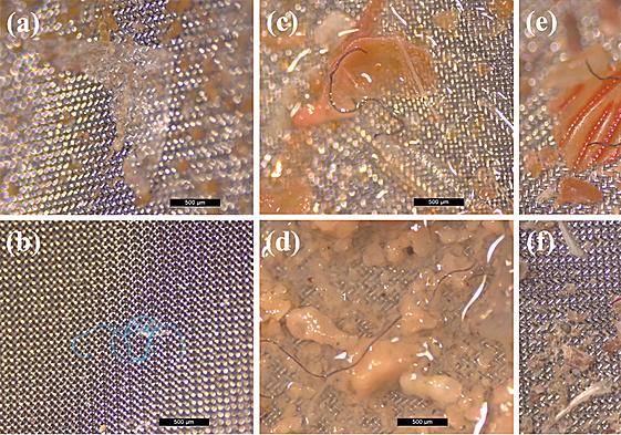 Tipos y colores de partículas microplásticas encontradas en los estómagos de especímenes de Cronius ruber de Gran Canaria: (a) películas (3,5%); (b) fragmentos (7%); (c) fibras (89,5%); (d) fibra azul; (e) fibra negra; (f) fibra roja.