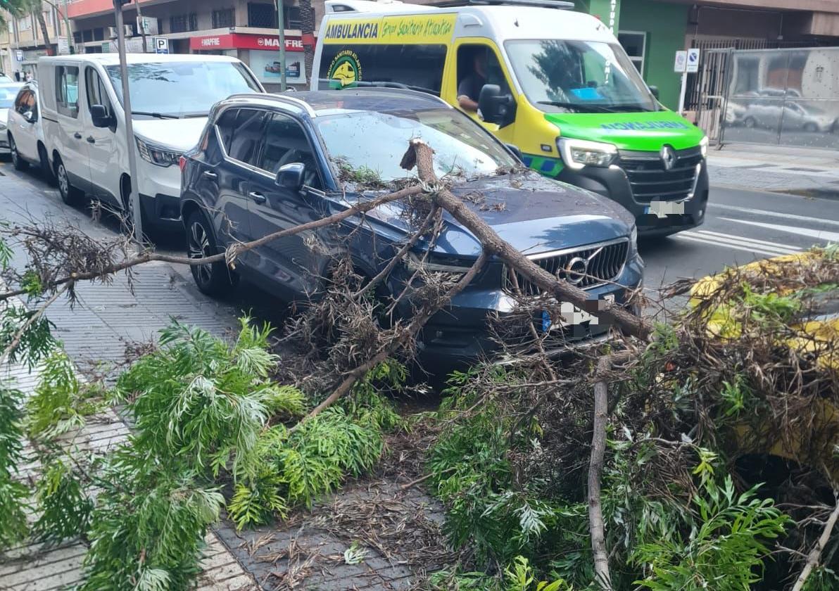 Imagen de la rama de gran porte que se precipitó sobre dos vehículos en la Avenida Primero de Mayo.
