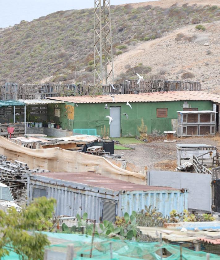 Imagen secundaria 2 - «Ratas como caballos» en las chabolas de Ladera Alta
