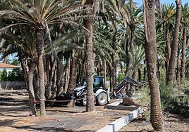 En la imagen, un tractor en pleno trabajo bajo las palmeras del Oasis deMaspalomas.