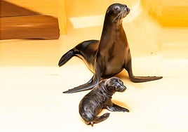 Imagen de el león marino californiano, nacido recientemente en el parque.