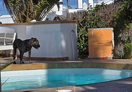 Uno de los perros del investigado por presunto delito de maltrato animal.