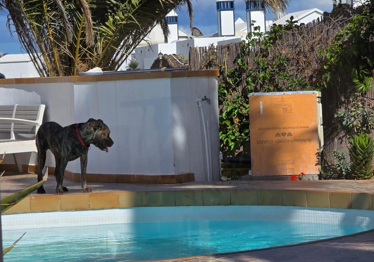 Uno de los perros del investigado por presunto delito de maltrato animal.