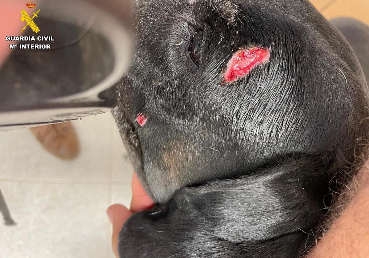 Imagen principal - Investigan a un vecino de Haría tras las denuncias vecinales por los ataques de sus perros