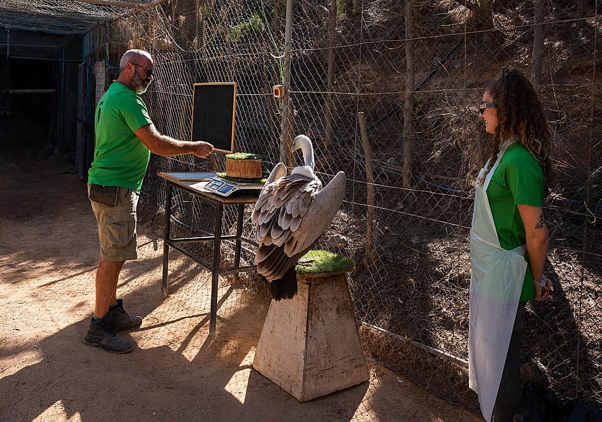 Imagen principal - Tareas que realizan los participantes en el Oasis Wildlife. 