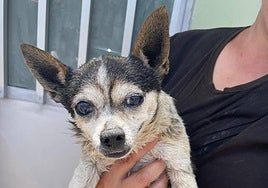 El perro rescatado, rebautizado Patuco, tras el rescate.