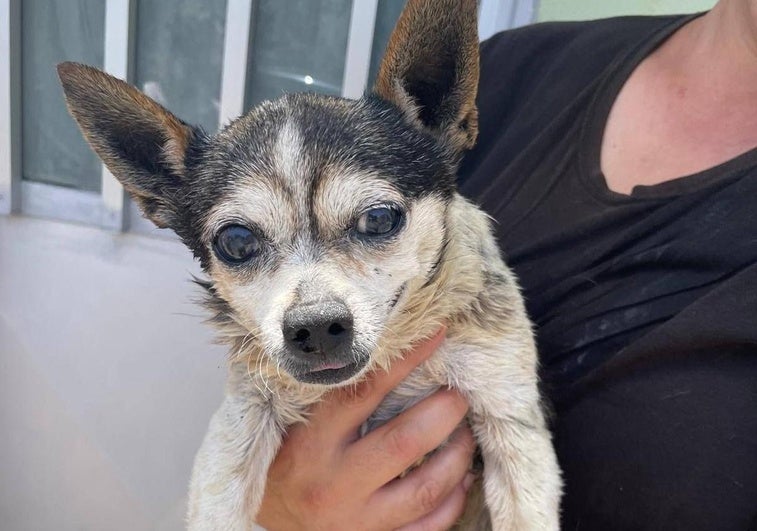 El perro rescatado, rebautizado Patuco, tras el rescate.