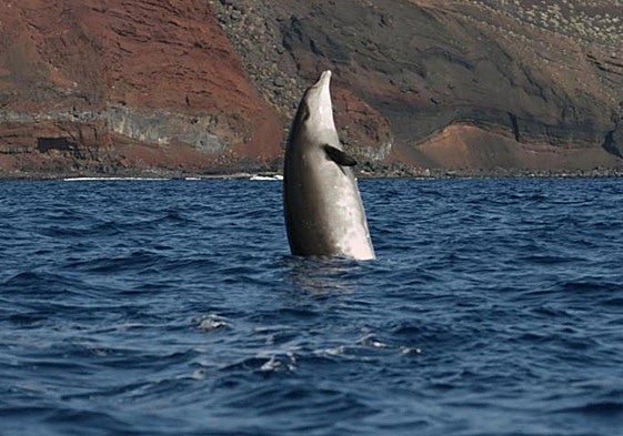 Un zifio salta en el Mar de las Calmas, uno de los tres lugares del mundo que albergan poblaciones residentes de estos cetáceos durante todo el año.