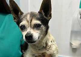 Patuco, en la clínica veterinaria donde está siendo atendido.