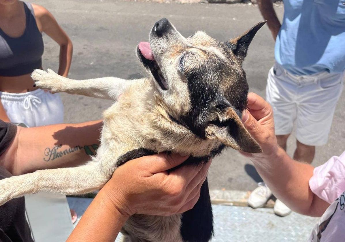 Así fue el rescate de &#039;Patuco&#039;, el perro arrojado a la basura en Vecindario: «Rogaba que no se me muriera en los brazos»