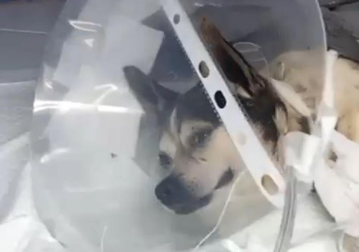 Imagen principal - Arriba, 'Patuco' ingresado en la clínica veterinaria, donde se recupera. Debajo, zona donde le encontraron y la joven Naiara dentro del habitáculo durante el rescate.