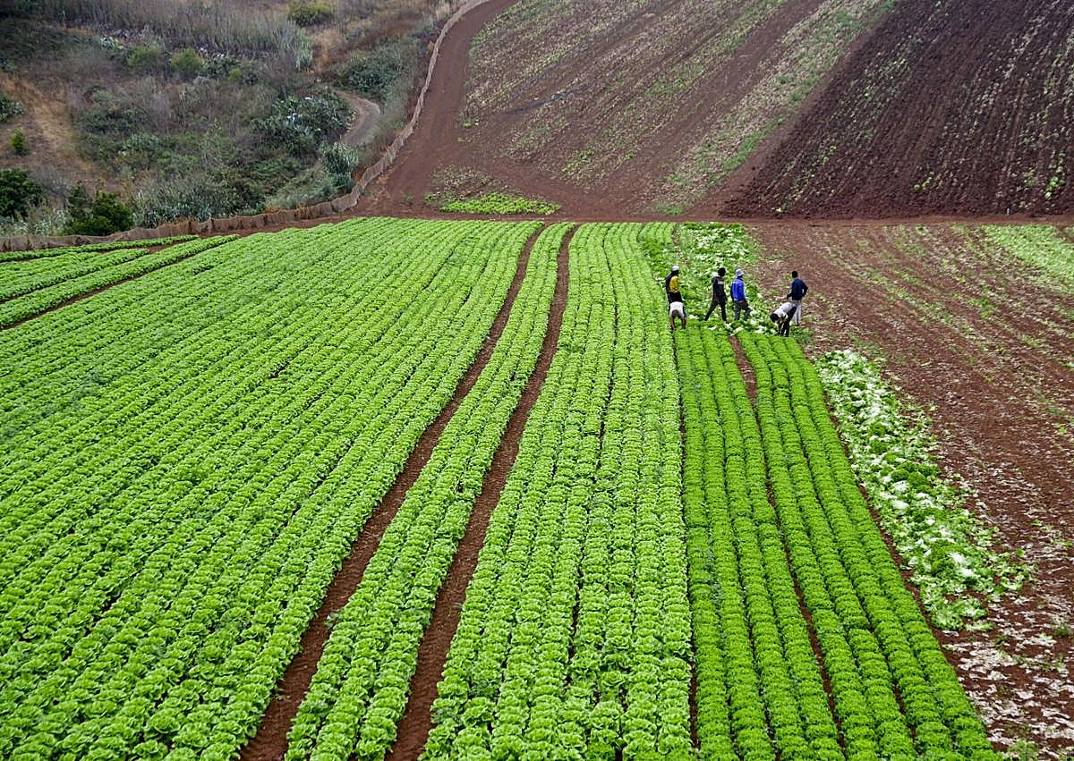 Imagen secundaria 1 - Placas a Florentino Guillén Mendoza y José Mendoza en la plaza de Caideros, agricultores realizando sus labores de recogida y cosecha y un rebaño de cabras descansa a la sombra.