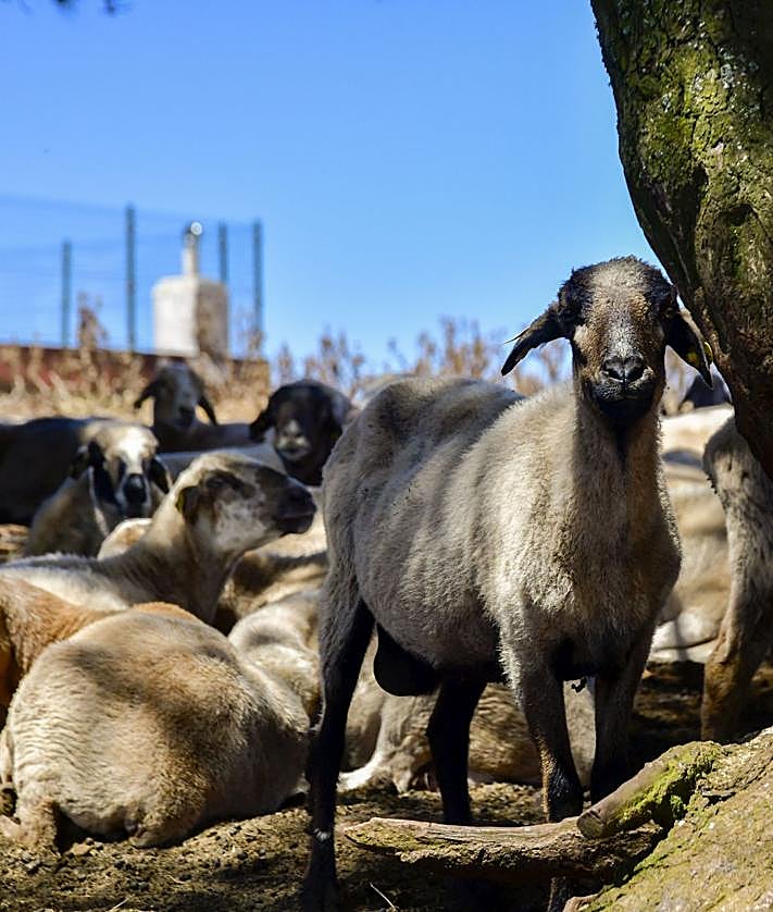Imagen secundaria 2 - Placas a Florentino Guillén Mendoza y José Mendoza en la plaza de Caideros, agricultores realizando sus labores de recogida y cosecha y un rebaño de cabras descansa a la sombra.