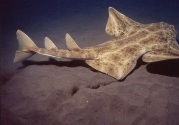 Canarias, nido de tiburones: unos reguladores de los ecosistemas «injustamente demonizados»